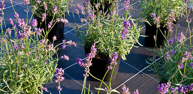 GROUNDCOVER 130 BLACK SQUARED