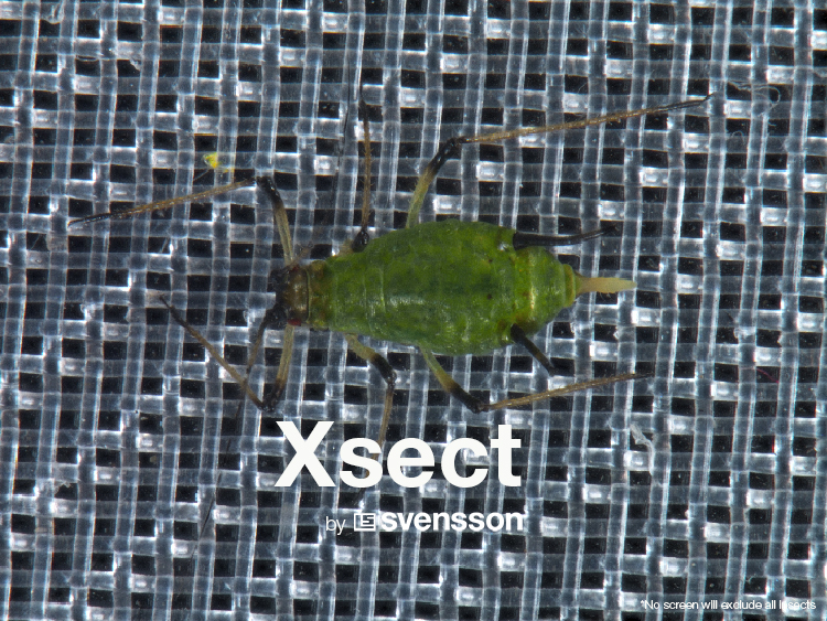 Xsect Xtreme Aphid.jpg