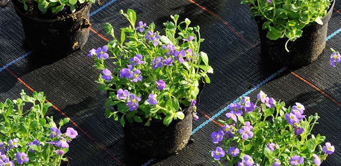 GROUNDCOVER 100 BLACK SQUARED