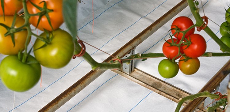 GROUNDCOVER 130 WHITE LINED