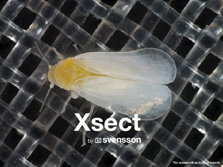 Xsect Balance Whitefly.jpg