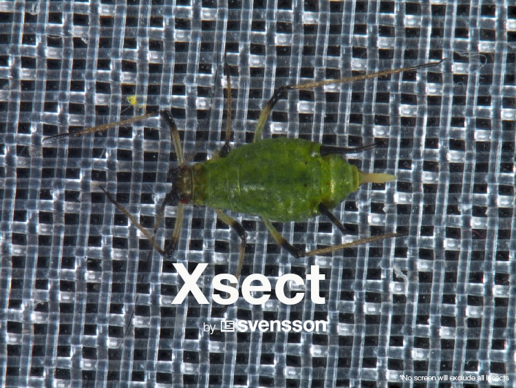 xsect-aphid.jpg