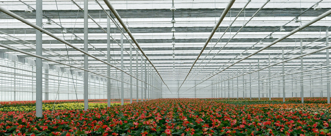 OBSCURA 10075 FB A+BW