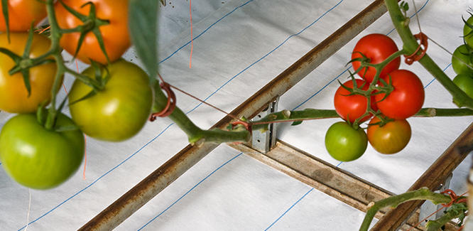 GROUNDCOVER 100 WHITE LINED